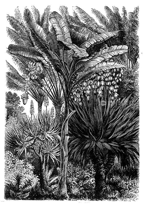 古董雕刻插图:芦荟socotorina(芦荟perryi, Socotrine Aloe)，芭蕉树Musa Paradisiaca(香蕉树)和丝兰